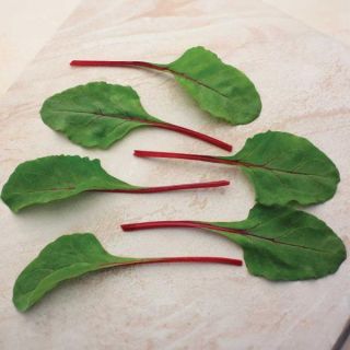 Fire Fresh Swiss Chard Thumbnail